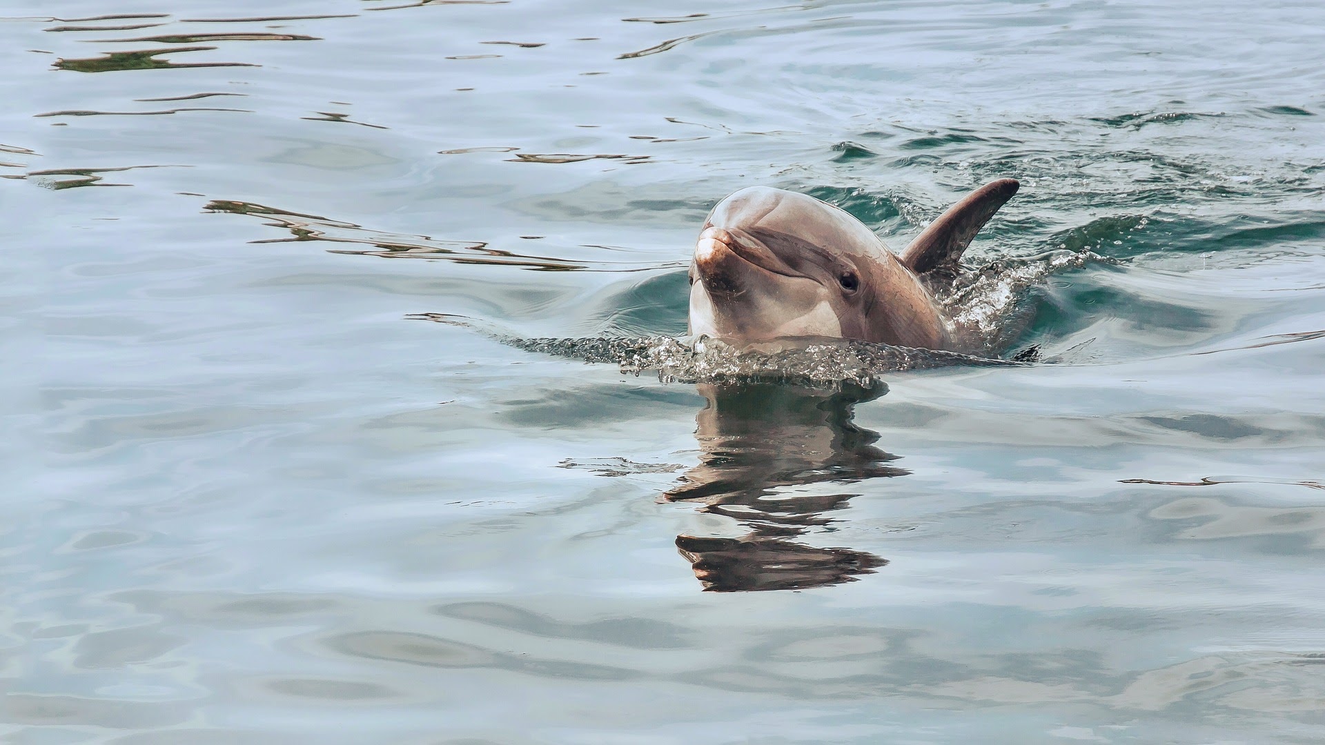 dolphins