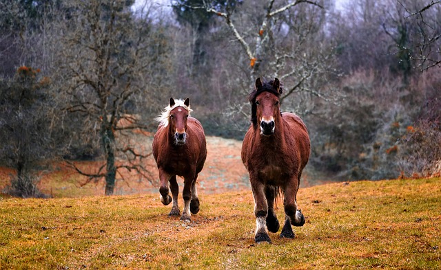 horses