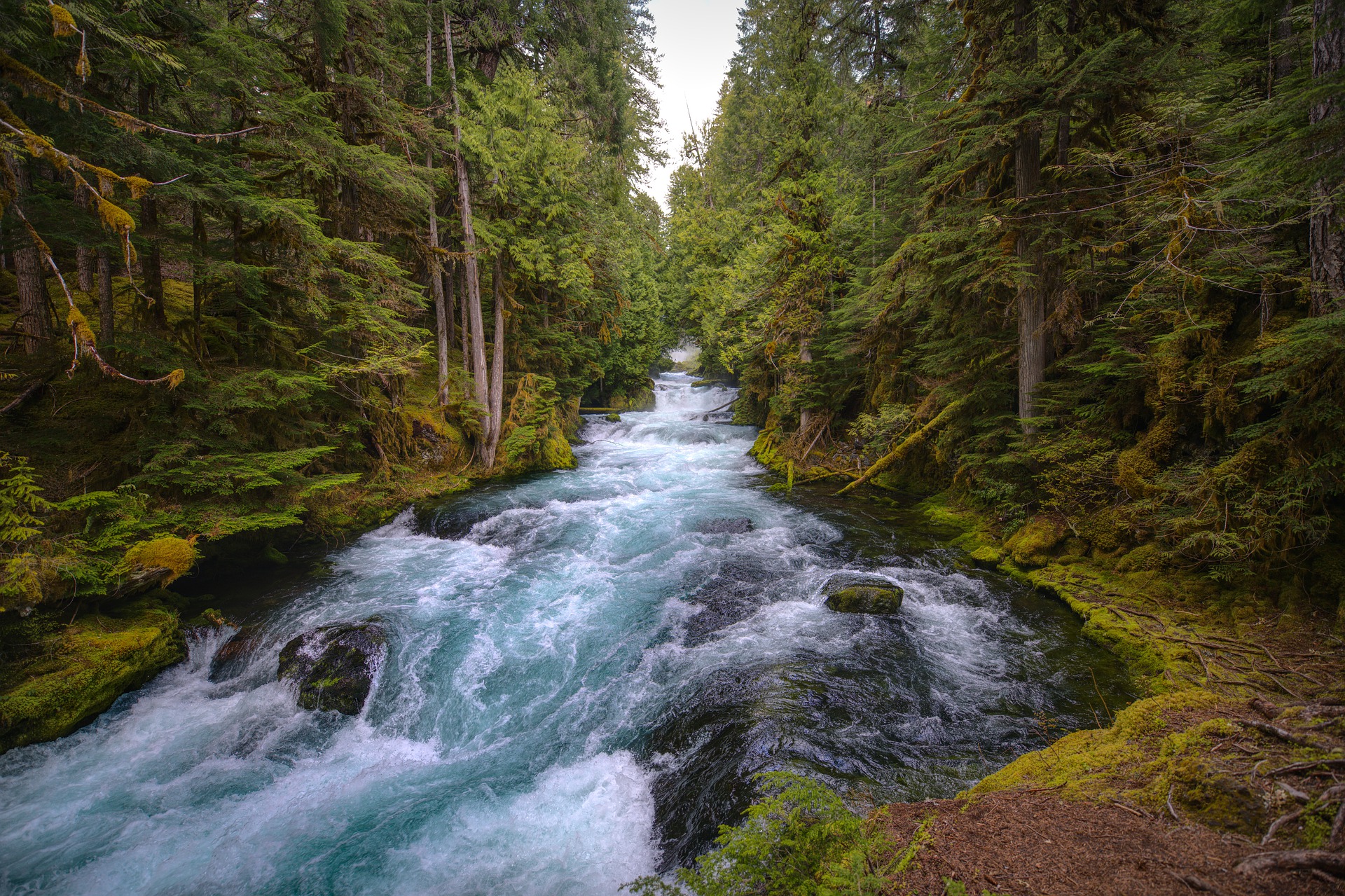 mckenzie river